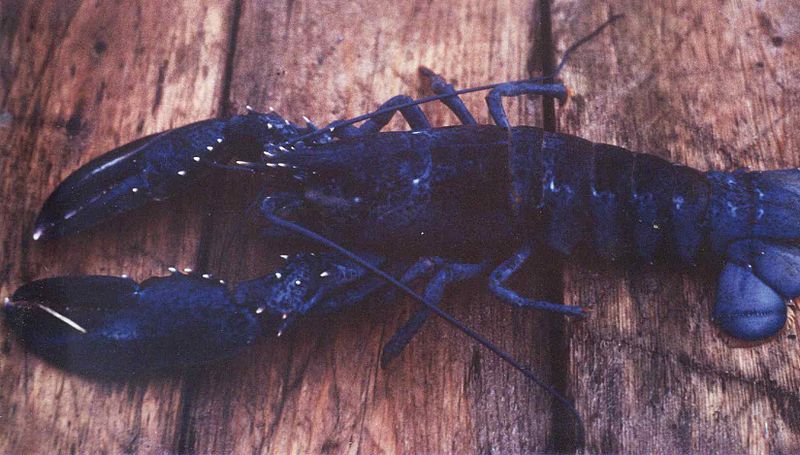 Blue_lobster