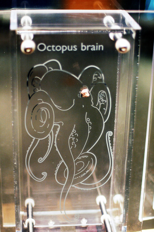 octopus_brain
