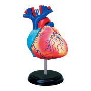 Серце людини. Об’ємна анатомічна модель