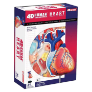 Серце людини. Об’ємна анатомічна модель