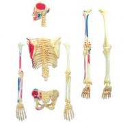 Скелет людини. Об’ємна анатомічна модель