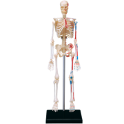 Скелет людини. Об’ємна анатомічна модель