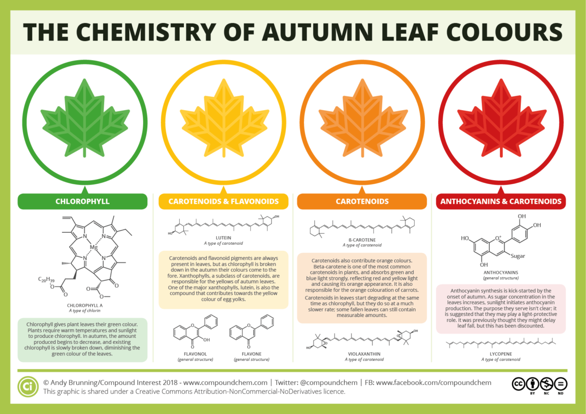 Chemistry-of-Autumn-Leaves-2018.png